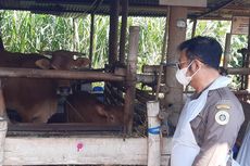 Mentan Syahrul Yasin Limpo Memulai Vaksinasi PMK Perdana untuk Sapi di Sukoharjo