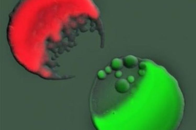 Dua koloni bakteri berjuang di media padat menggunakan racun. Setelah mendeteksi serangan yang masuk dari regangan merah, sel-sel strain bawah menyampaikan informasi ini ke bakteri lain di koloni yang menyebabkan serangan kolektif besar-besaran melawan strain merah. Warna hijau menunjukkan produksi toksin.
