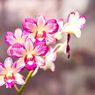 5 Hal yang Harus Diperhatikan Saat Merawat Anggrek Dendrobium