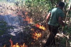 Setengah Hektar Hutan Tebu Terbakar, Warga Panik 