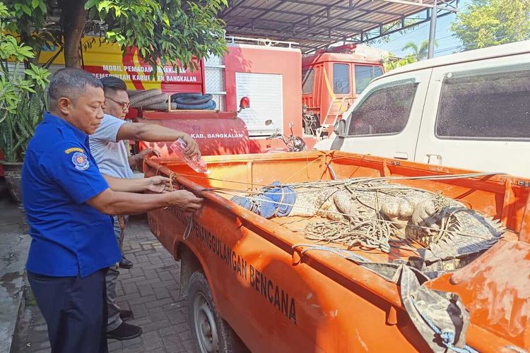 Buaya sepanjang 3 meter yang tersangkut jaring ikan nelayan, diamankan ke kantor Pemadam Kebakaran dan Polisi Pamong Praja Bangkalan untuk diserahkan ke BKSDA Jawa Timur.