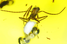 Fosil Tunjukkan Semut Purba Miliki Kehidupan Sosial yang Kompleks