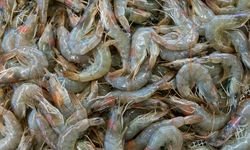 Pemerintah dan KI Bentuk Tim Pelaksana Budi Daya Udang Berkelanjutan di Banyuwangi