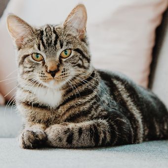 Ketika kucing jadi lebih pendiam daripada biasanya, bisa jadi ia tengah menderita laringitis.