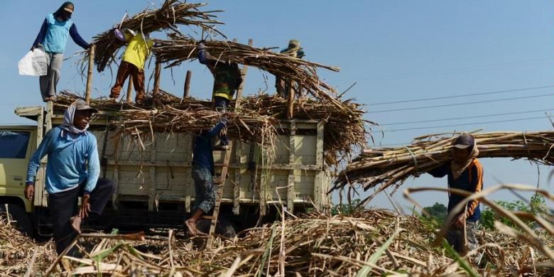 Ilustrasi: Panen tebu.