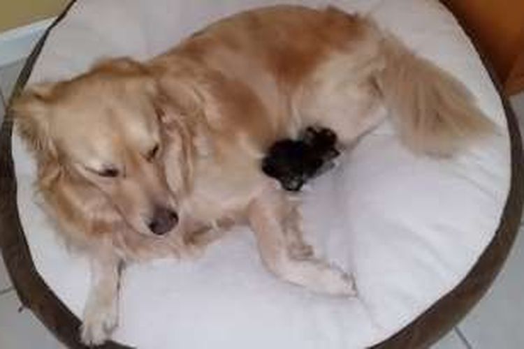 Anjing golden retriever krem di Florida, AS terlihat mengasuh seekor anak kucing berusia tiga minggu.