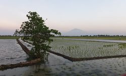 Sodetan Sungai Jadi Alternatif Petani di Indramayu Hadapi Musim Kemarau