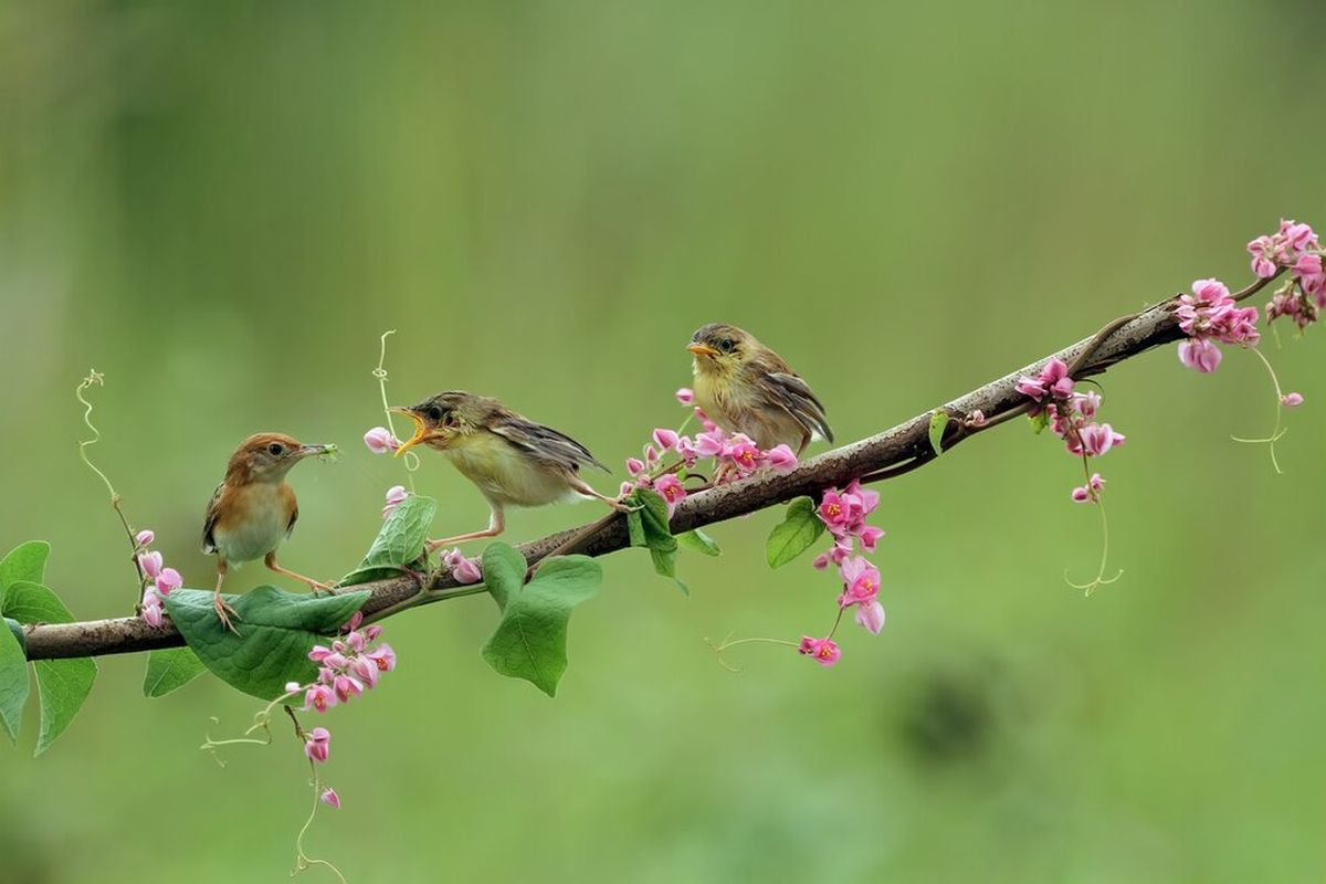 Ilustrasi burung