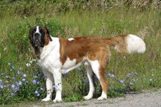 6 Fakta Menarik Anjing Saint Bernard, 