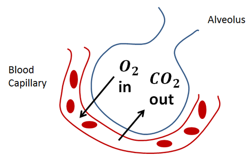 Difusi Oksigen dan Karbon Dioksida pada Alveolus