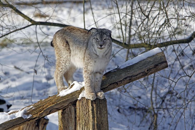 Seekor lynx di Zoological Park Thoiry, Paris, Perancis, pada 10 Februari 2012.