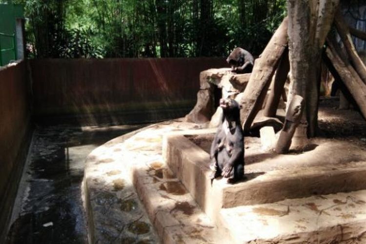 Salah seorang warga saat memotret beruang madu di Kebun Binatang Bandung, Sabtu (21/1/2017). KOMPAS.com/DENDI RAMDHANI