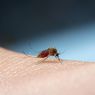 Cegah Bahaya Nyamuk Demam berdarah, Ibu Bisa Lakukan Ini di Rumah