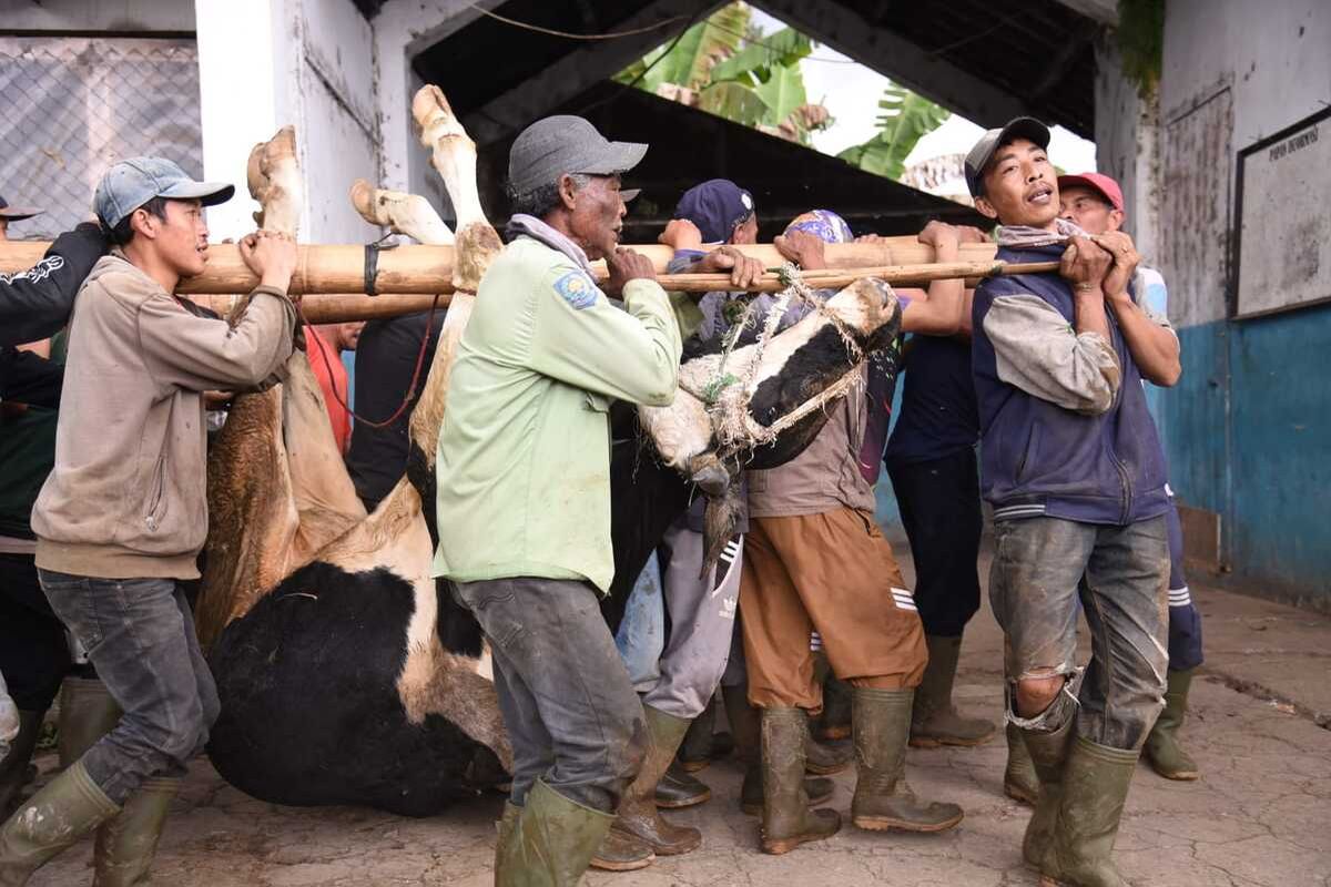 Warga beramai-ramai menggotong seekor sapi yang terjangkit PMK untuk dilakukan pemeriksaan. Tercatat PMK di Kabupaten Bandung mencapai angka 2.533 ekor