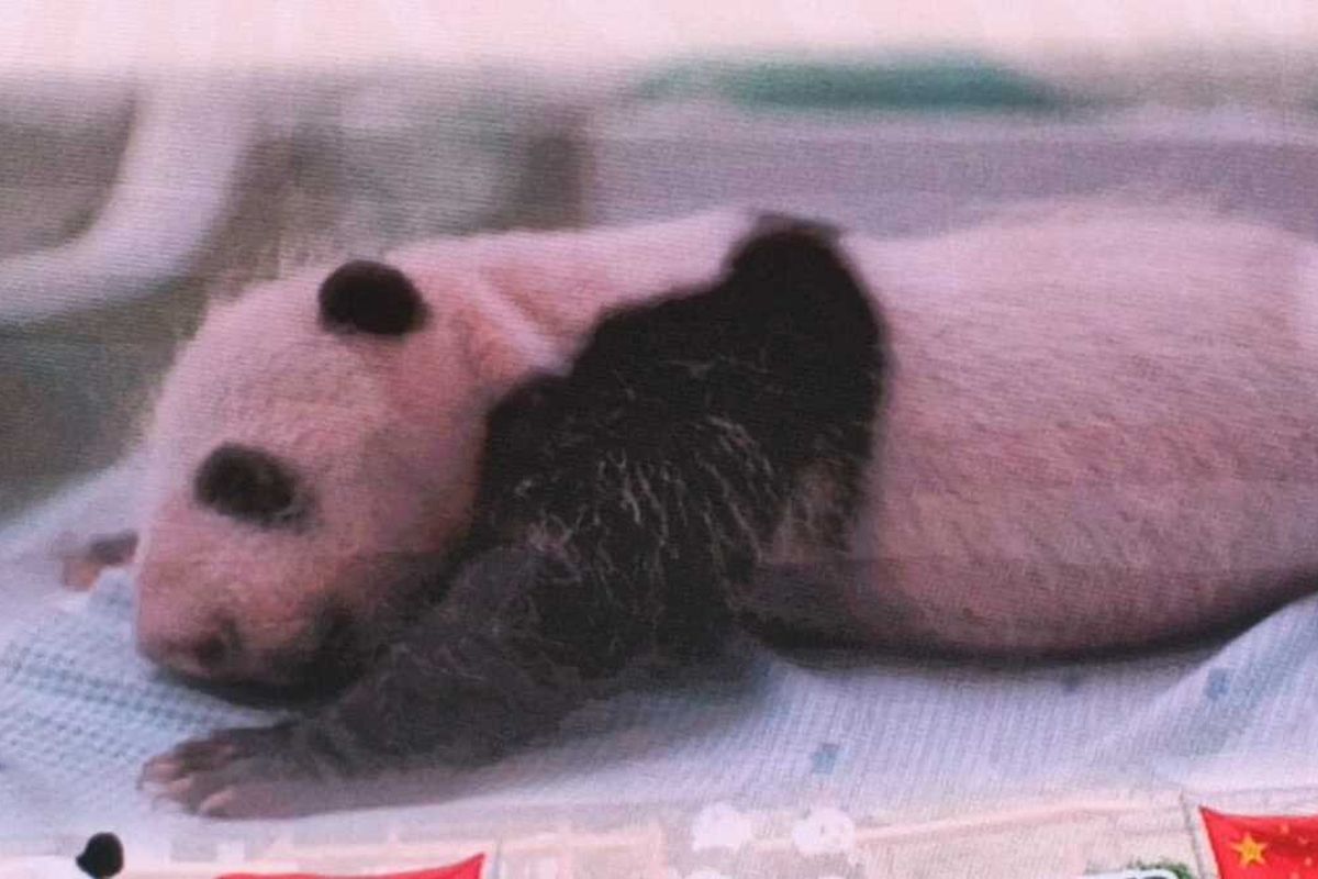 Bayi panda yang lahir di Taman Safari Indonesia (TSI), Bogor, pada 27 November 2025 sekitar pukul 17.00 WIB diberi nama Satrio Wiratama oleh Presiden Prabowo Subianto. Bayi panda jantan tersebut kemudian diberi nama panggilan Rio dan saat ini usianya memasuki hari ke-40 saat diumumkan pemerintah pada Selasa (6/1/2026).