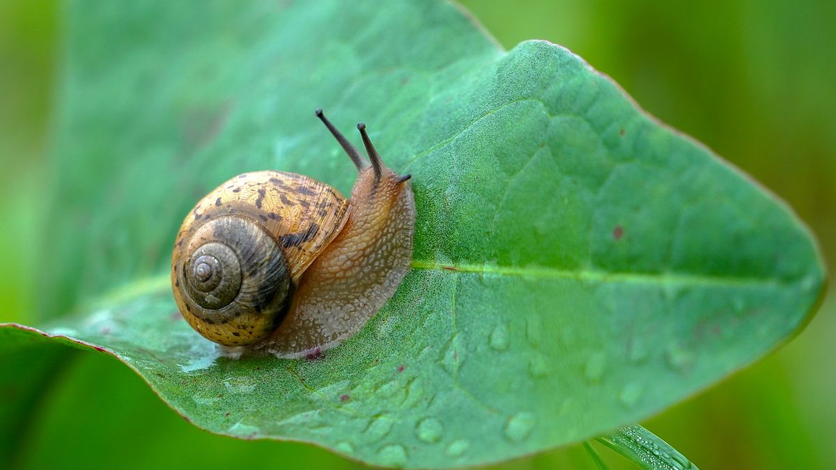 Apakah Siput Berbahaya Jika Disentuh? Pakar BRIN Jelaskan Risikonya