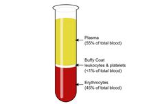 Plasma Darah: Pengertian, Komponen, dan Fungsinya