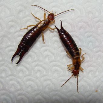 Ilustrasi serangga dermaptera. 