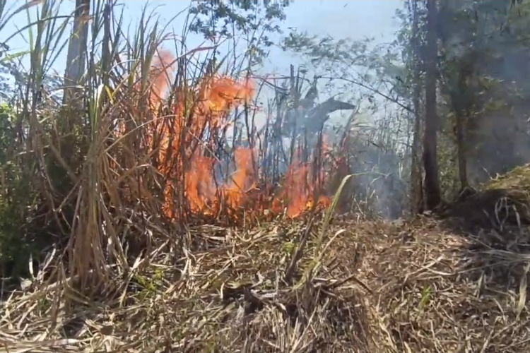 Bakar Lahan Tebu untuk Bersihkan Sisa Panen, Pria di Lumajang Terjebak Api