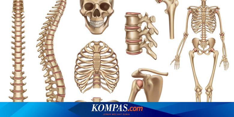 Berapa jumlah tulang penyusun sistem rangka manusia