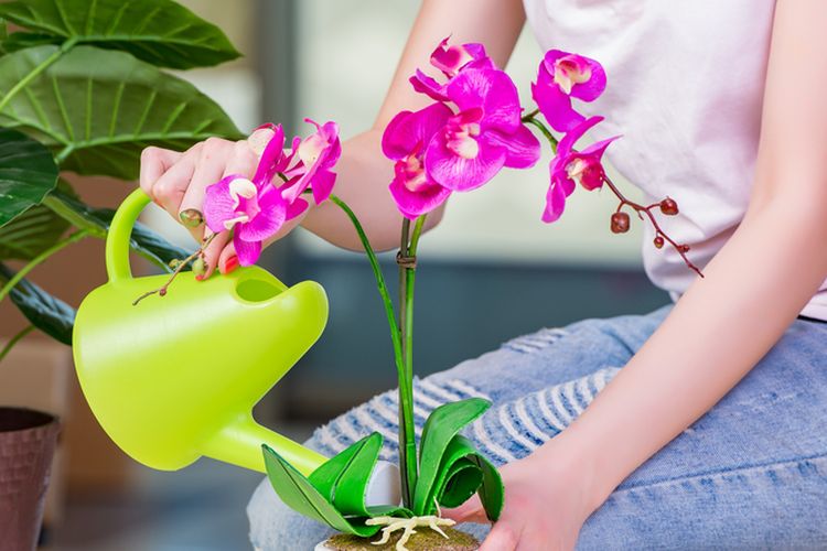Ilustrasi menyiram tanaman bunga anggrek. 