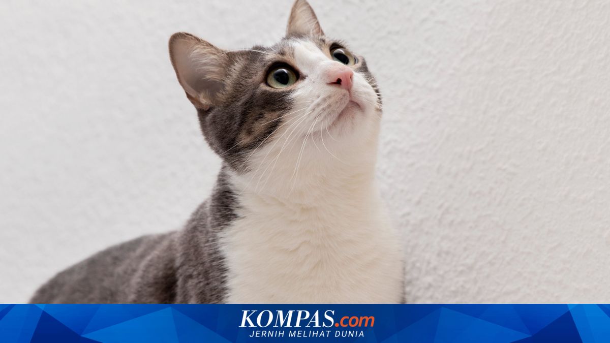 Bisakah Kucing Kembali Pulang ke Rumah Setelah Hilang Bertahun-tahun?