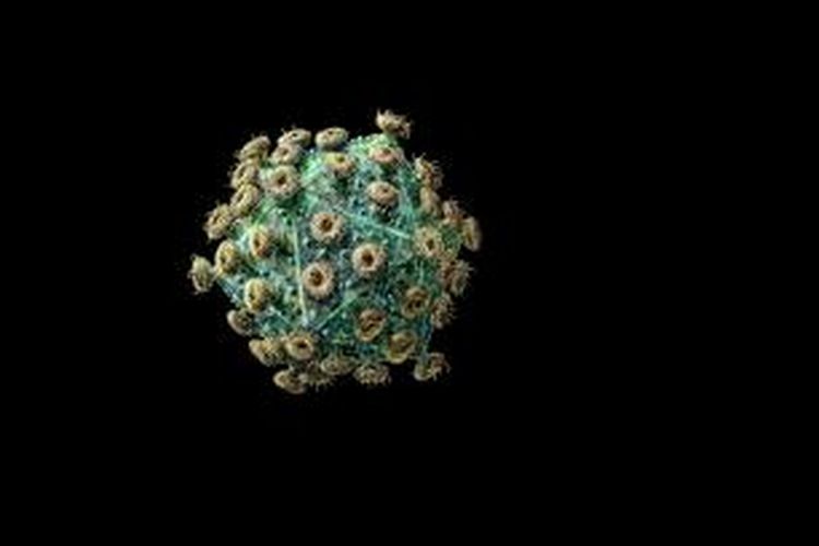 Ilustrasi Human Immunodeficiency Virus (HIV)