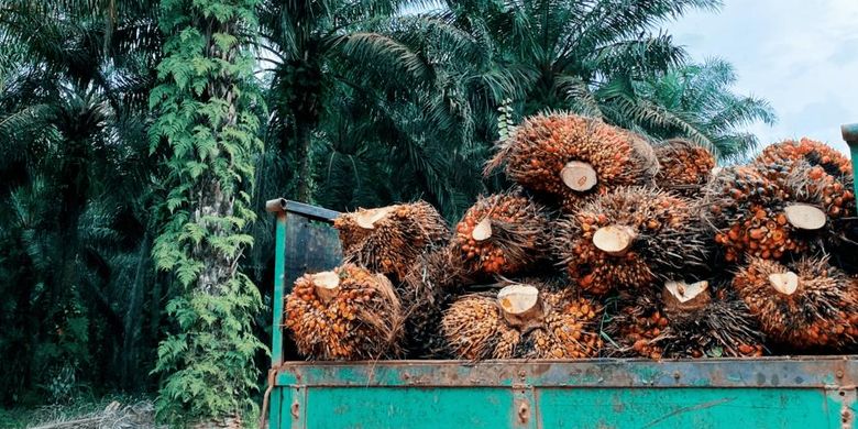 An image of fresh fruit bunch of palm oil. 