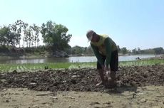 Air Surut, Petani Ngawi Pakai Areal Waduk Jadi Lahan Pertanian  