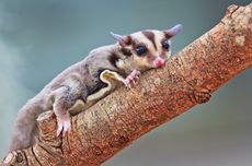 Catat, Ini Daftar Makanan Sugar Glider