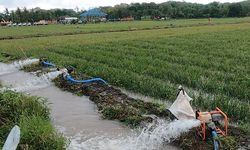 Antisipasi El Nino, 4 Kabupaten Ini Didorong Percepat Tanam Padi