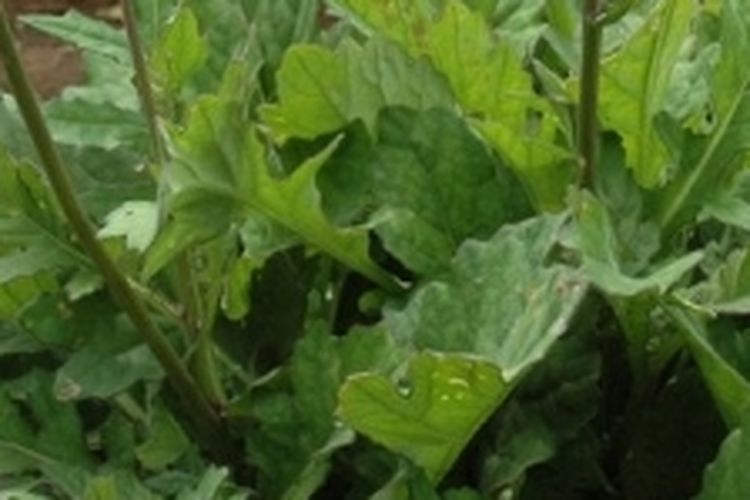 Ilustrasi tanaman daun dewa