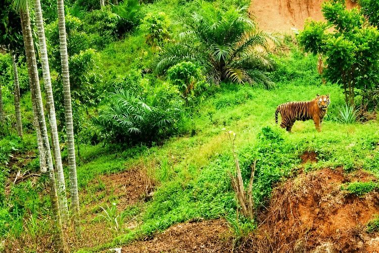 Harimau Sumatera Muncul di Permukiman Aceh Timur, Warga Diminta Tak Beraktivitas Sendirian