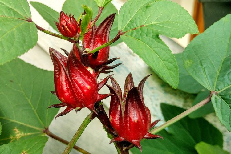 Ilustrasi bunga rosella, tanaman bunga rosella, menanam rosella. 