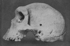 Homo Rhodesiensis: Sejarah Penemuan dan Ciri-cirinya