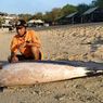 Lumba-lumba Seberat 3 Kuintal Mati di Pantai Gunungkidul, Begini Kondisinya