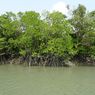 Kenapa Hutan Mangrove Sangat Penting bagi Ekologi?