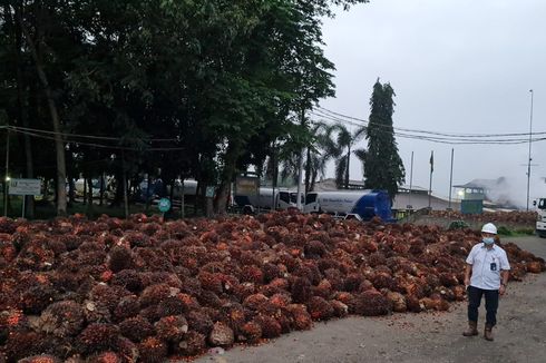 Harga Sawit Rp 400 per Kg, Pabrik Tutup, Buah Dibiarkan Busuk, Petani Kini Kerja Serabutan
