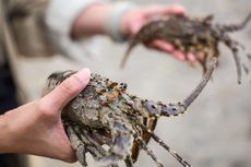 Tegaskan Larang Ekspor Benih Lobster, KKP: Hanya Ukuran Konsumsi yang Diizinkan!