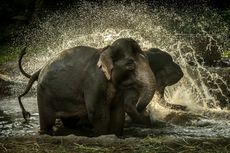 21 Karya Jadi Pemenang Kompetisi Fotografi Taman Safari Indonesia 2022