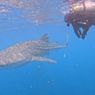 Konservasi Bukan Beban, Model Pelestarian Hiu Paus Bisa Jadi Strategi Nasional