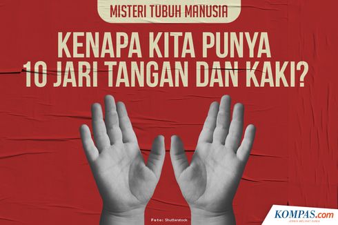 INFOGRAFIK: Misteri Tubuh Manusia, Kenapa Kita Punya 10 Jari Tangan dan Kaki?