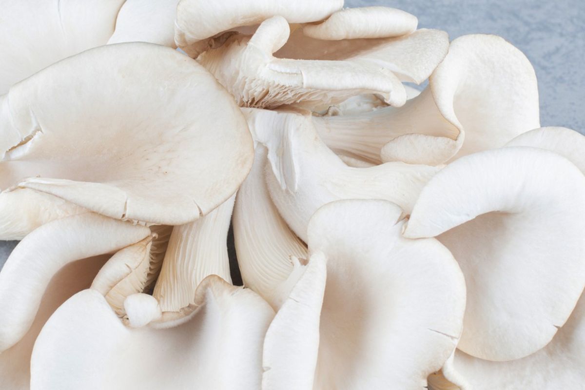 Ilustrasi jamur tiram. 