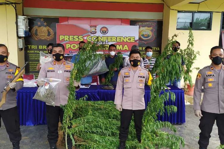 Polsek Sukaraja, Seluma, Bengkulu menemukan 2 hektar ladang ganja setekah 12 jam berjalan menyelidiki wilayah hutan lindung. Pemilik ladang ganja itu sendiri melarikan diri. 