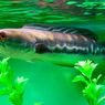 Nutrisi Ikan Toman, Si Predator Air Tawar Sungai Kalimantan