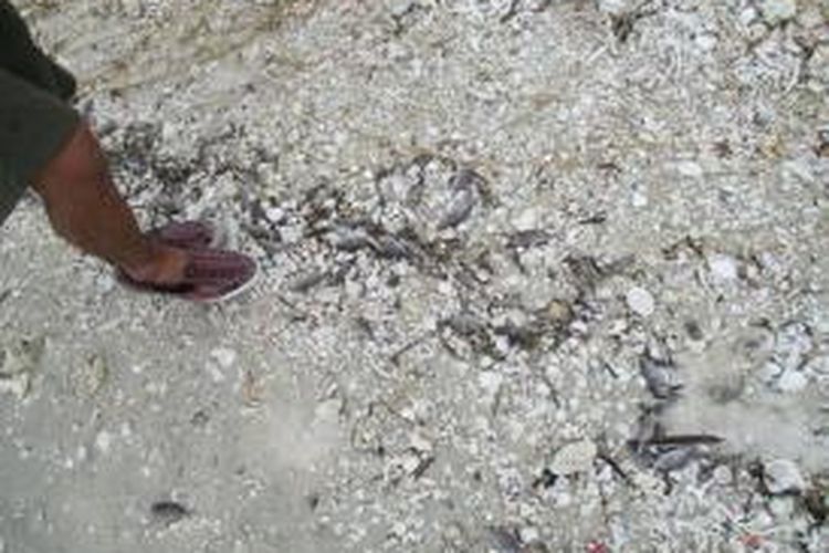 ikan-ikan ditemukan mati di Pulau Enggano