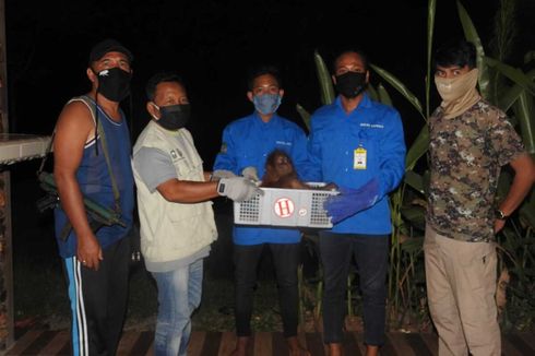 Bayi Orangutan 'Hope' Ditinggalkan di Pelepah Sawit, Induknya Dibunuh