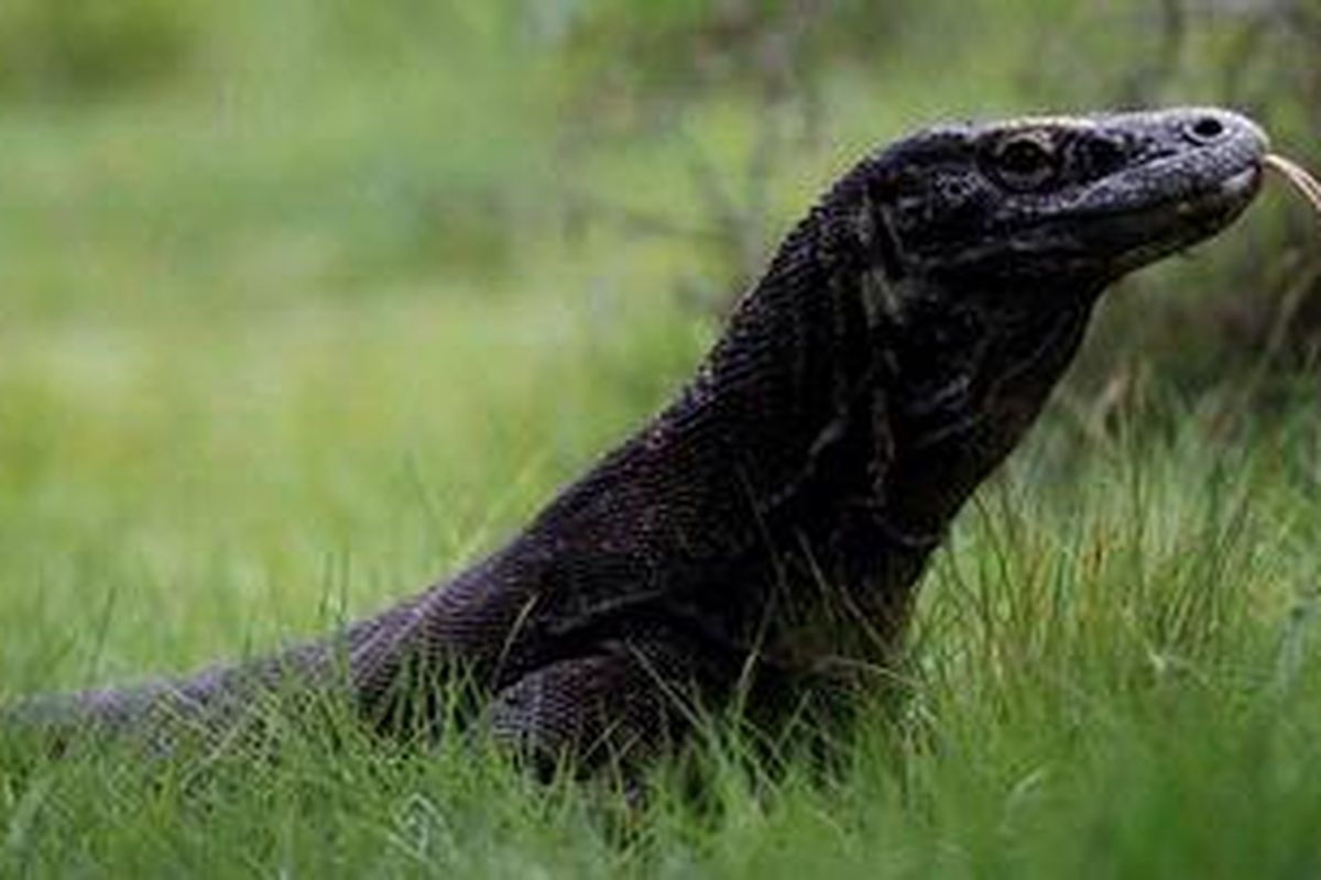 Satwa endemik Komodo (Varanus komodoensis) di Pulau Rinca, Taman Nasional Komodo, Manggarai Barat, Nusa Tenggara Timur, Senin (29/11/2010). Taman Nasional Komodo menjadi salah satu dari 28 finalis New 7 Wonders of Nature. 