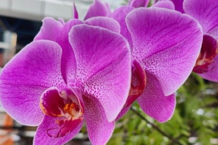 Hasil foto anggrek menggunakan Oppo Find X5 Pro 5G. 