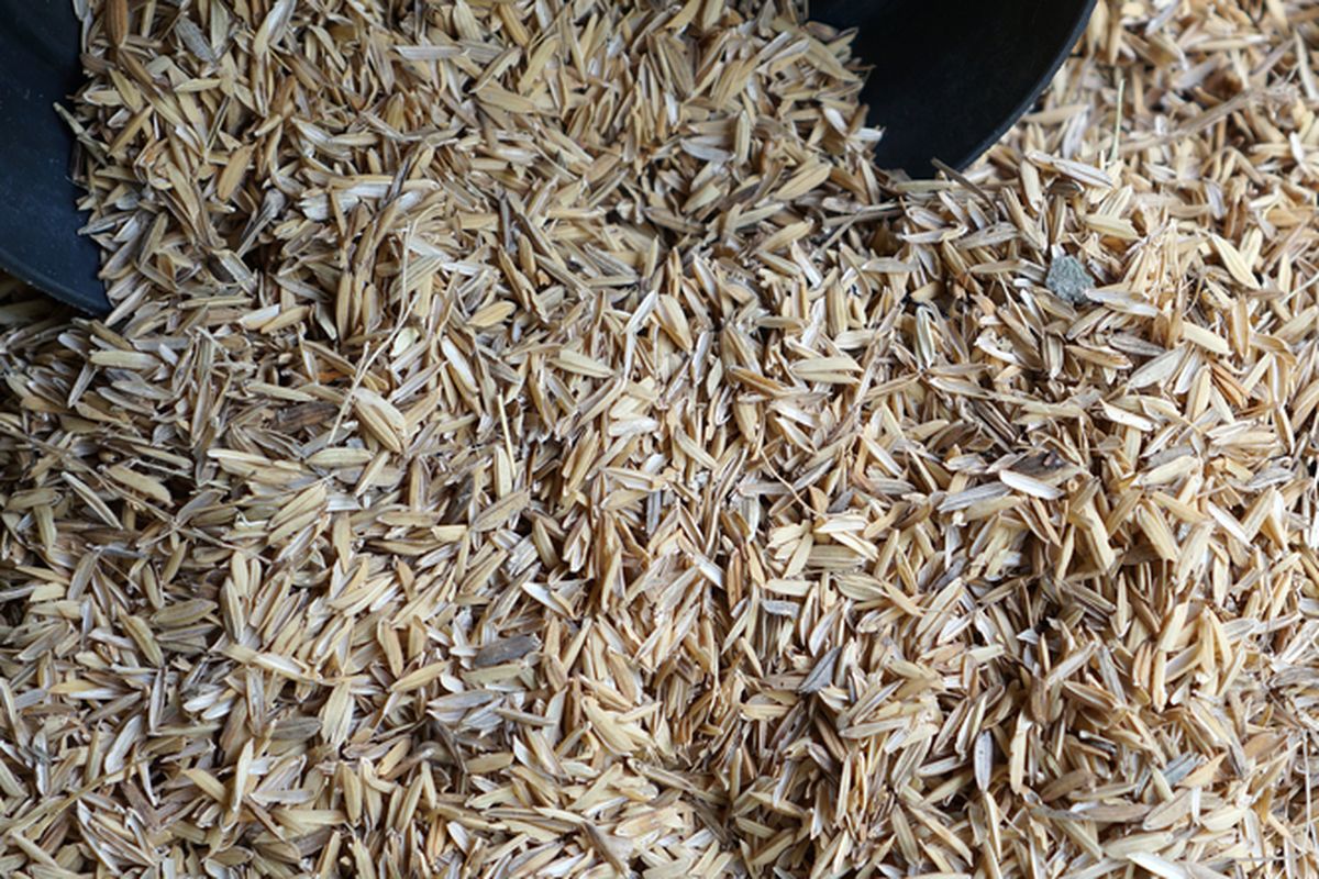 Ilustrasi sekam padi yang dapat dimanfaatkan sebagai media tanam. 